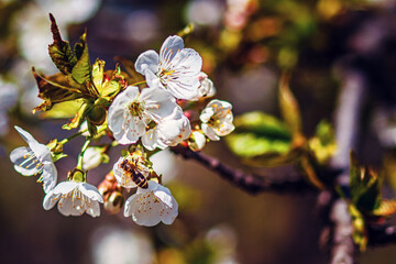 Spring Cherry blossoms, white flowers. Blooming flower on the cherry tree. Close-up.