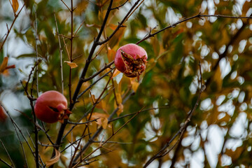 Beautiful fresh red pomegranate fruit on tree branch with leaves
