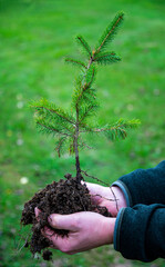 young spruce ready to be planted in a new forest