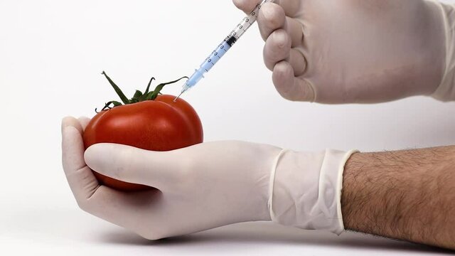 Tomate siendo inyectado por cient&iacute;fico GMO con guantes blancos