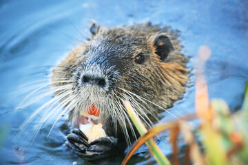 Nutria (myocastor coypus) in a Park, Germany