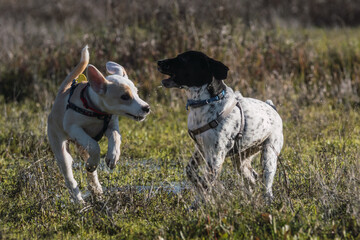 Two female mixed puppies playing free on the field