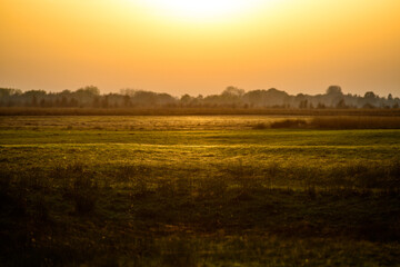 Wiese im Sonnenuntergang