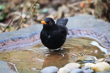 A Blackbird in a Garden, Germany, Europe