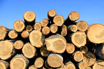 Pile of wood after deforestation. Tree logs. Dry chopped firewood logs stacked up on top of each other. Brown logs.
