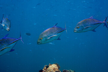 Tropical fish Bluefin Trevally, Caranx melampygus, surrounded by fusilier fish. Seychelles