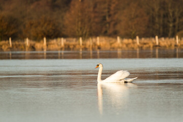 Schwan auf Wasser