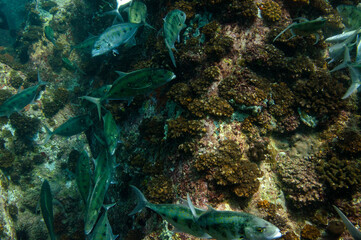 Fototapeta na wymiar School of Tropical fish Bluefin Trevally, Caranx melampygus, Seychelles