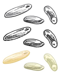 Grains of rice. Vector color vintage hand drawn hatching illustration