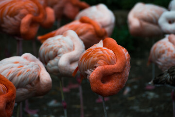 Flamingos