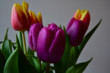 bouquet of colorful tulips with white background