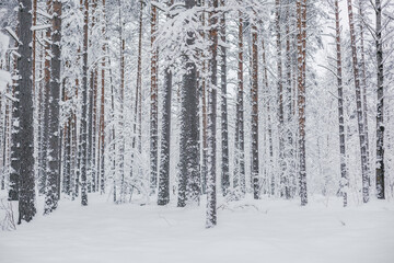 Fototapeta premium White winter in pine forest 