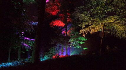 Forest Lumina