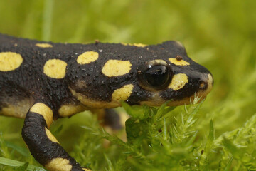 Closeup of a juvenile of the endangered yellow-spotted or Lake Urmia newt , Neurergus crocatus on green moss 