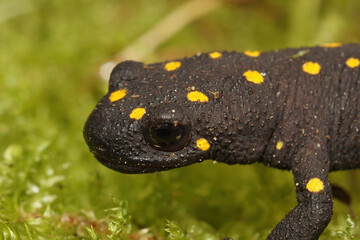 Closeup of the endangered Anatolia newt, Neurergus strauchii strauchii endemic to Kurdistan