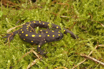 Full body shot ofa terrestrial juvenile of  the endangered Anatolia newt, Neurergus strauchii strauchii endemic to Kurdistan