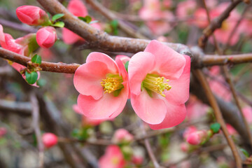 Pretty coral pink begonia flowers, semperflorens begonias, wax begonia in the garden.