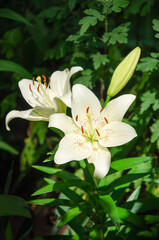 Obraz na płótnie Canvas White lily flowers close up natural background