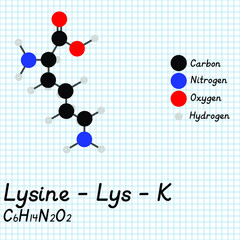 Lysine - Lys - K - Amino Acid molecular formula and chemical structure. 2D Ball and stick model on school paper sheet background. EPS10
