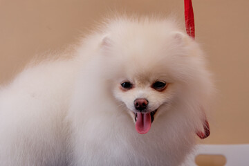 pomeranian close up with a beautiful hairstyle stuck out her tongue