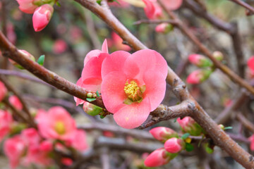 Pretty coral pink begonia flowers, semperflorens begonias, wax begonia in the garden.