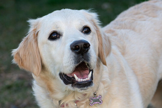 Pet Golden Retriever Looking Up At Owner