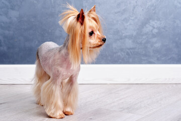 a Yorkshire terrier with an Asian haircut stands on the floor of a house