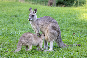 Eastern Grey Kangeroo with joey feeding in pouch