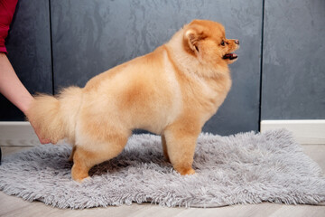 pomeranian dog stands on a gray carpet after a haircut, a woman's hand supports the dog