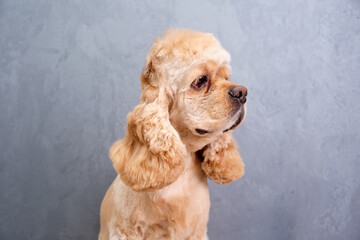 American Cocker Spaniel portrait close-up on a gray background