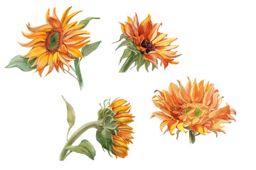 Set of Watercolor plants sunflowers isolated on white