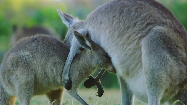 Mother kangaroo cuddling its child