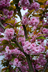 Naklejka premium Pink sakura flowers in on a tree.