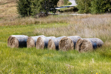 Bales of hay in paddock