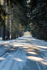 The road leading through the forest in the rays of the morning sun