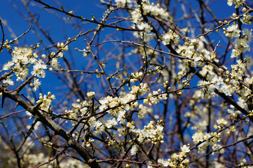 Blooming tree and the blue sky in the early spring