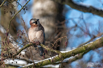 jay on a branch © Krzysztof