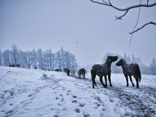 Naklejka premium 冬の道産子