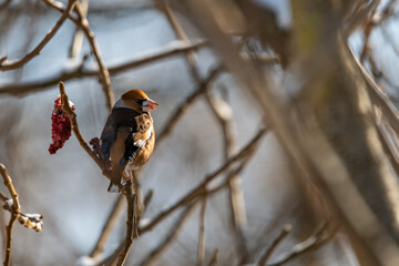 Coccothraustes Coccothraustes while eating © Krzysztof