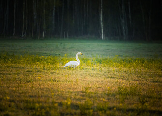 Beautiful, white whooper swans resting in the sunny field during spring morning. Cygnus cygnus in spring landscape of Northern Europe.