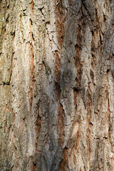 bark of a tree