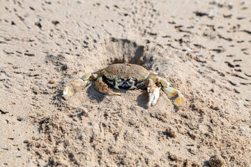 Crab on sandy beach