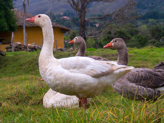 A group of white and gray geese on a field in the afternoon, near the colonial town of Villa de Leyva, in the department of Boyaca, Colombia.