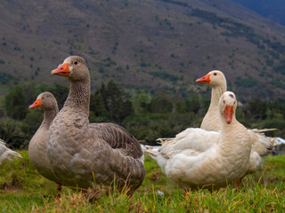 A group of white and gray geese on a field in the afternoon, near the colonial town of Villa de Leyva, in the department of Boyaca, Colombia.