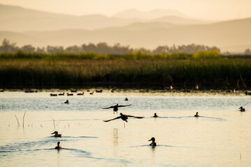 USA, California, San Joaquin River Valley. San Luis National Wildlife Refuge, ducks silhouetted among reeds in the wetlands.
