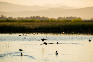 USA, California, San Joaquin River Valley. San Luis National Wildlife Refuge, ducks silhouetted...