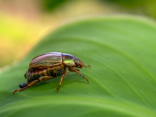 Macro photography of a green jewel scarab, captured in a garden in the central Andean mountains of Colombia.