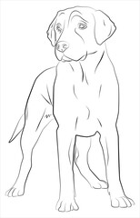 Drawing of a dog on a white background. Сoloring pages. Animals.