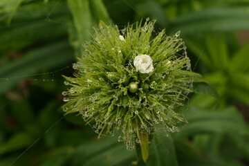 Bl&uuml;te im Herbst