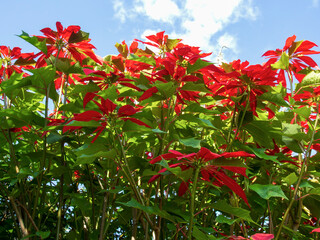 Canopy of a pointsettia tree against the blue sky, captured at the main square of the town of Moniquira, in the department of Boyaca, Colombia.